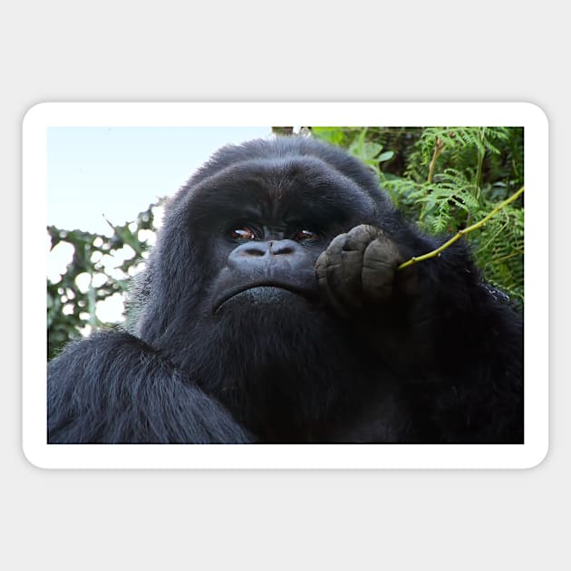 Silverback Gorilla Eating #2, Hirwa Group, Rwanda, East Africa Sticker by Carole-Anne